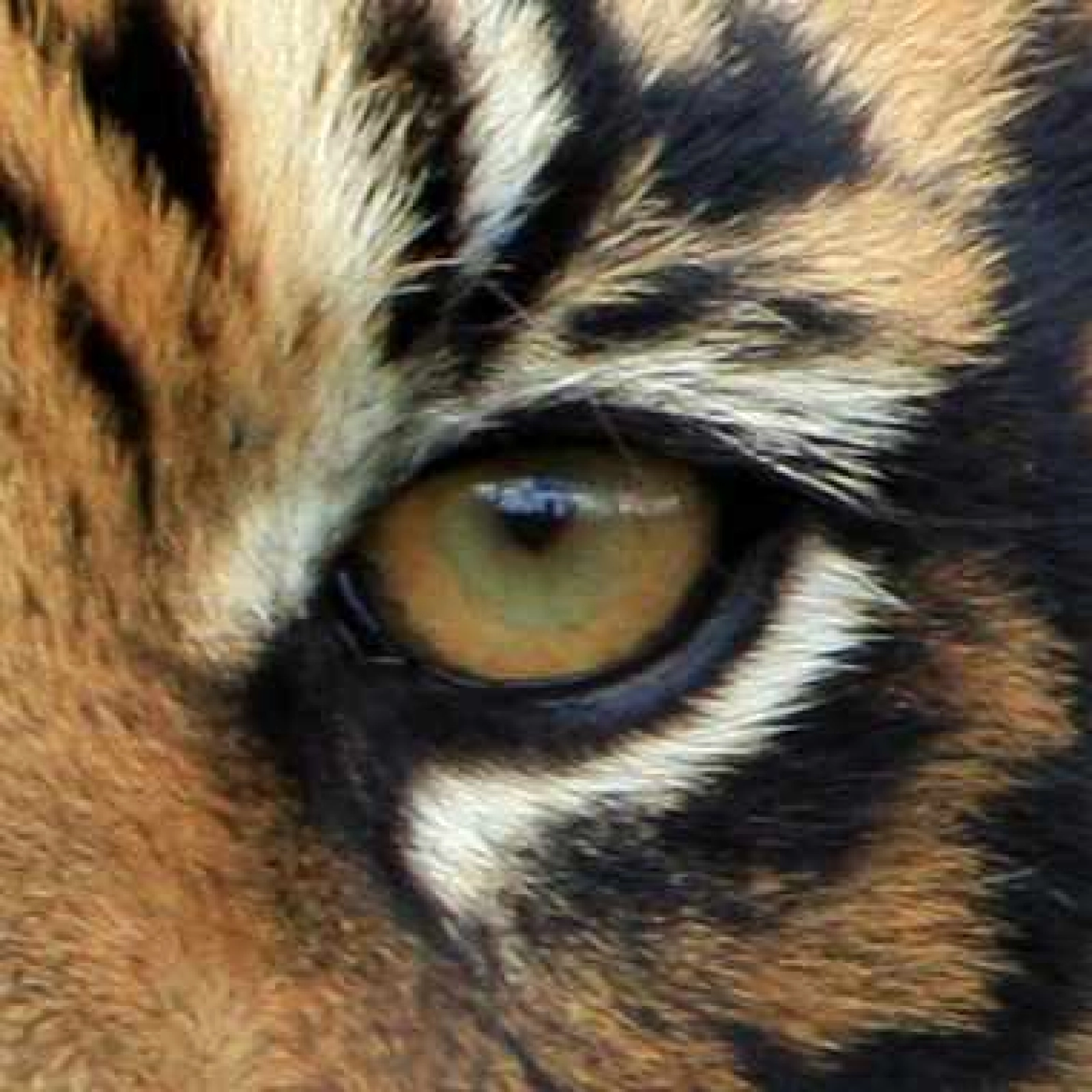 Survivor - Eye of the Tiger kiemelt képe